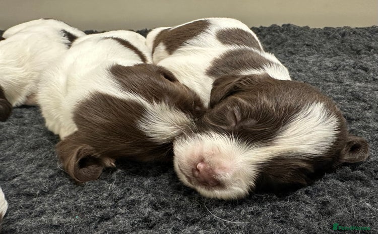 English Springer Spaniel dogs - Advert 12