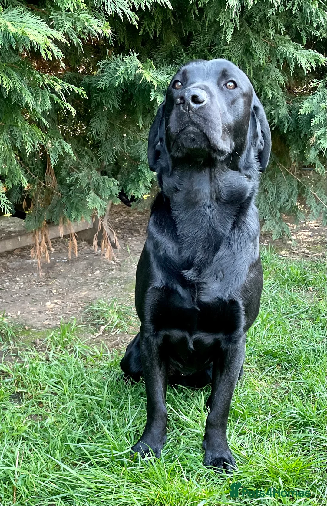 Labrador Retriever dogs for stud: Black Labrador Stud dog in Christchurch - Advert 4
