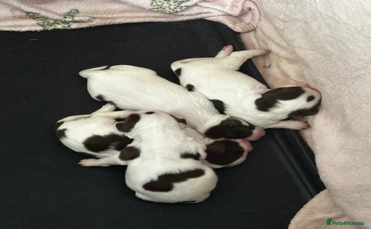 English Springer Spaniel dogs - Advert 2