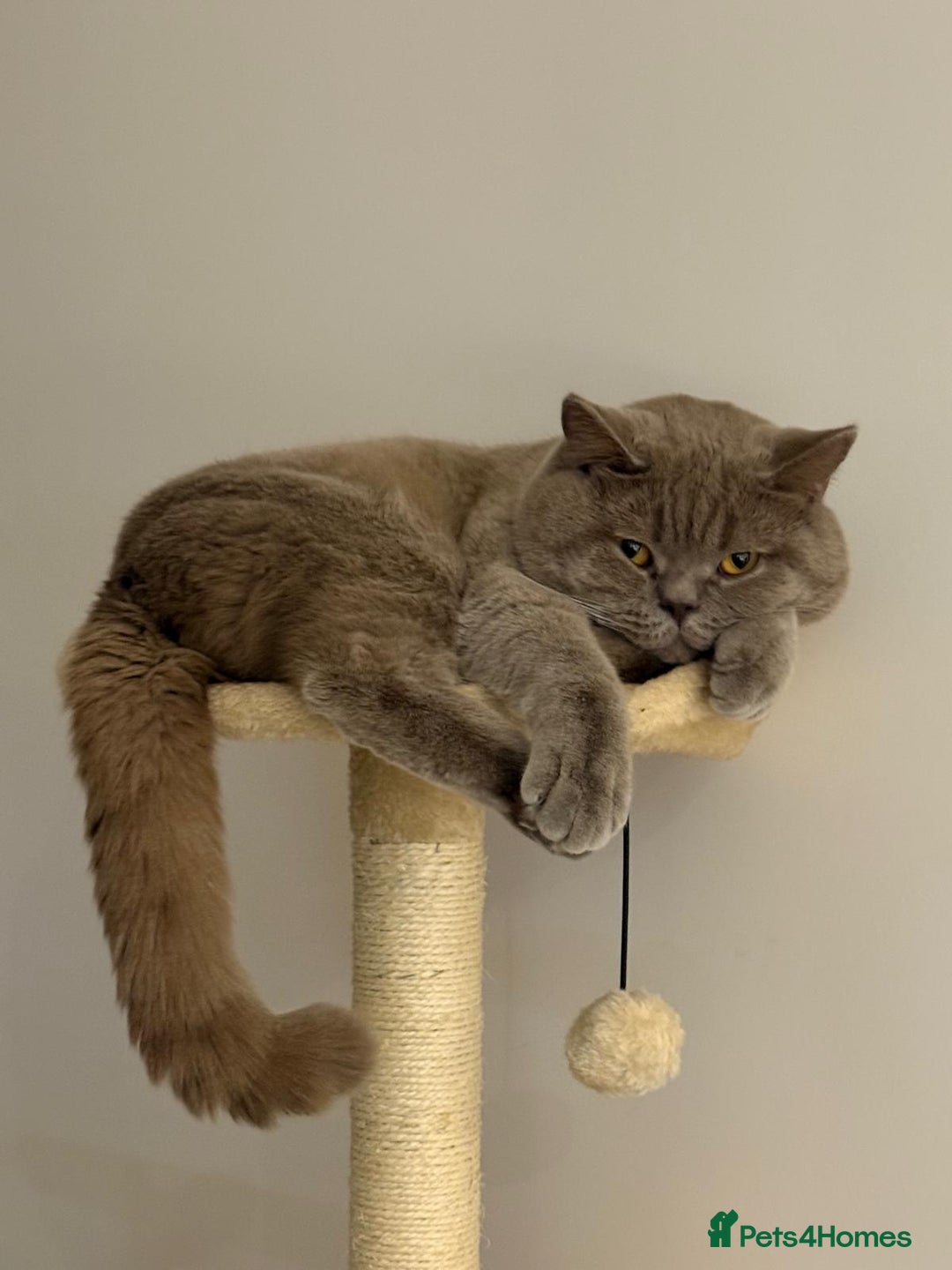 British Shorthair cats for stud: Lilac BSH proven STUD - Advert 4