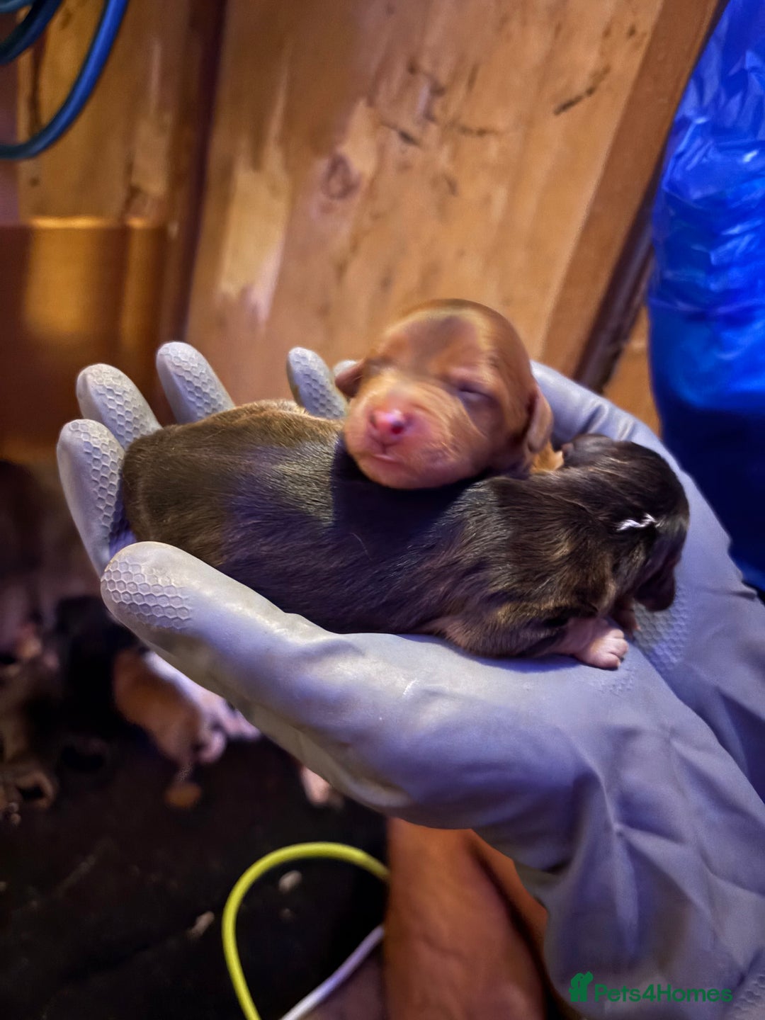 Mixed Breed dogs for sale: ❣️ beautiful Puppie’s ❣️ - Image 22