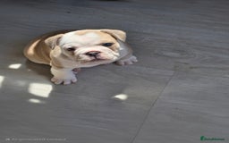 Mixed Breed dogs for sale: Mum frenchie dad English bulldog  - Image 1