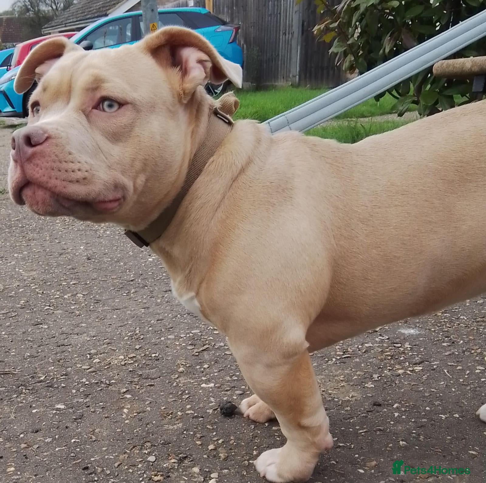 American Bully dogs Pocket bully puppies - Advert 11