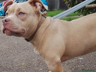 American Bully dogs Pocket bully puppies - Advert 17