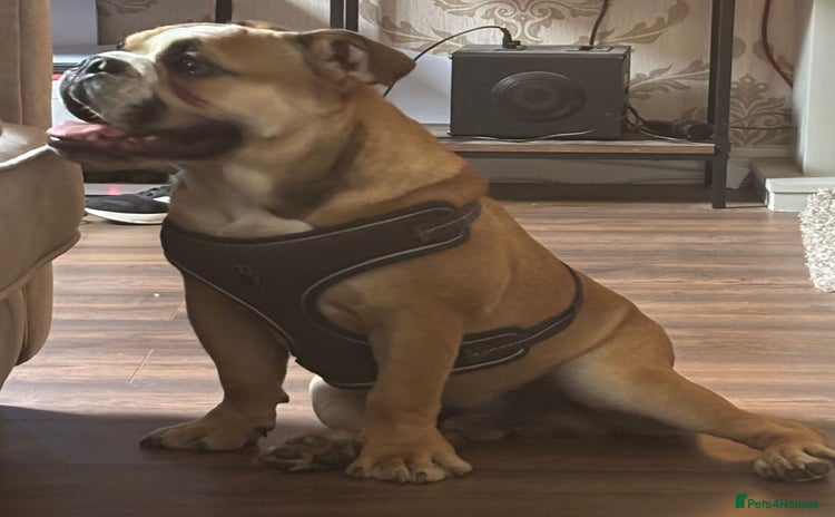 English Bulldog dogs - Advert 4