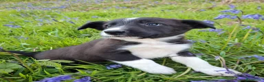 Border Collie Puppy 1