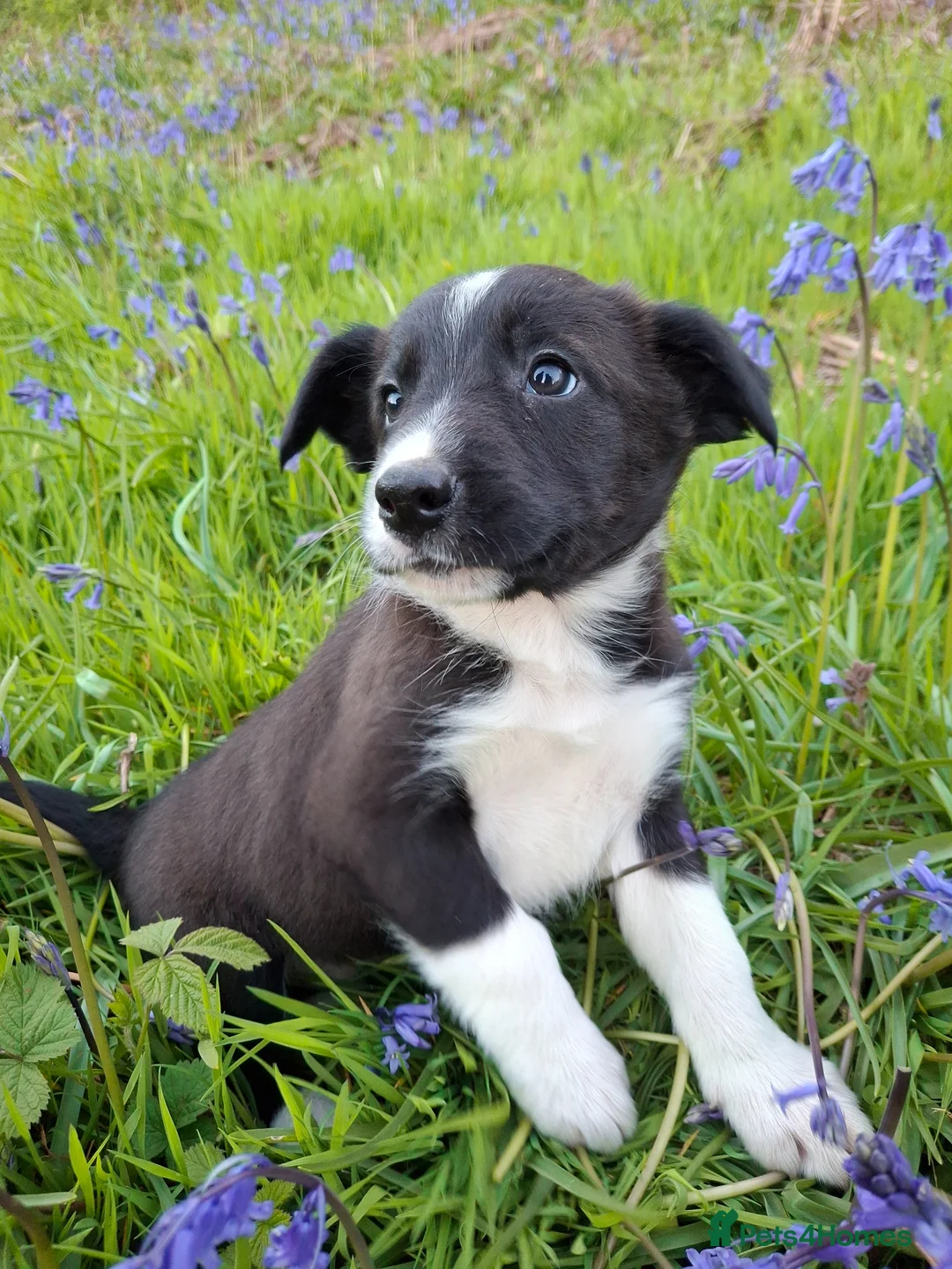 Border Collie dogs for sale: Two Beautiful Border Collie  - Advert 1