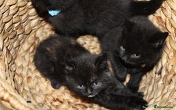 Mixed Breed cats for sale: BRITISH SHORT HAIR MIX  - Image 8
