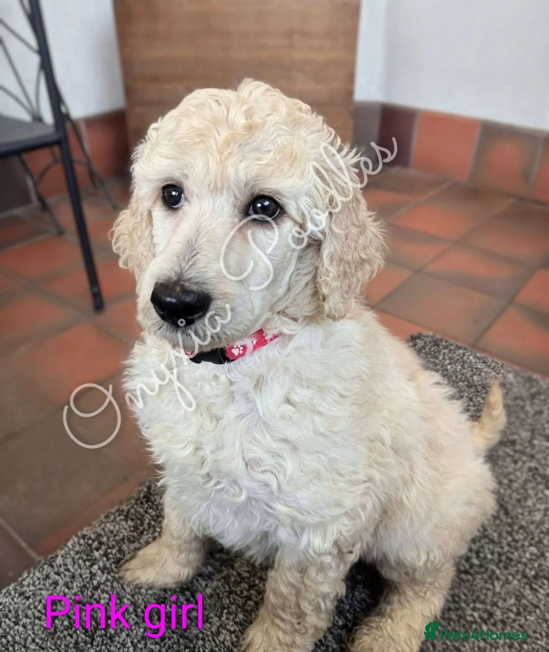 Standard Poodle dogs for sale: Stunning Litter of Standard Poodle Puppies! - Advert 14