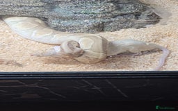 Python Snake reptiles for sale: 3x snakes with vivs complete set up - Image 6