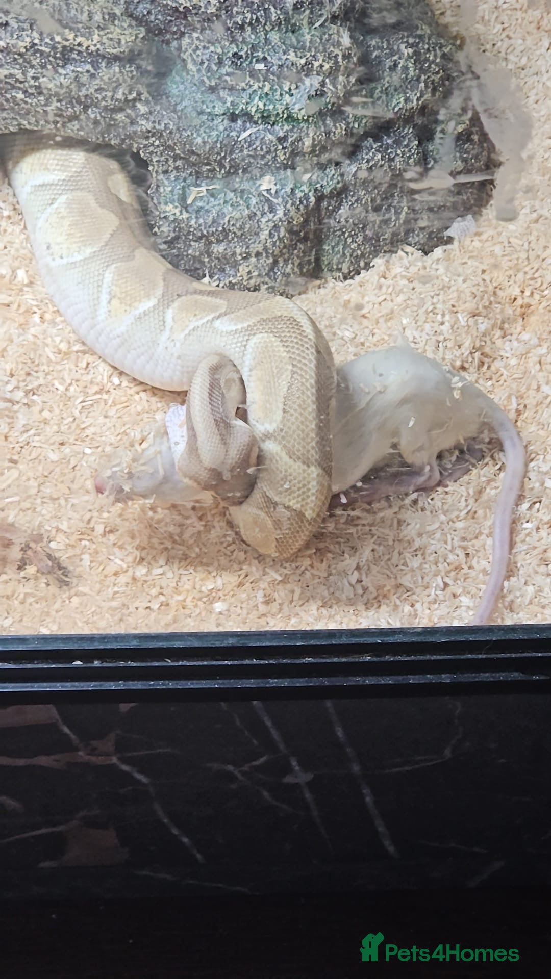 Python Snake reptiles for sale: 3x snakes with vivs complete set up - Image 6