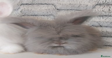 Angora rabbits - Advert 12