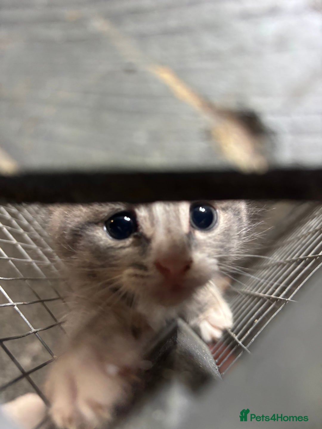 Mixed Breed cats for sale: Beautiful grey kittens - Image 8