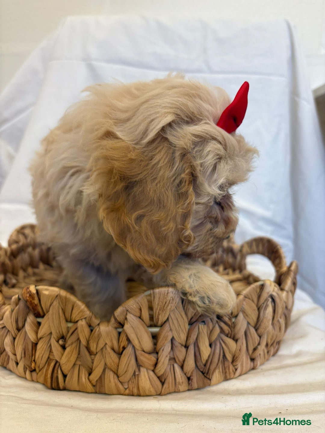 Cavapoo dogs for sale: Beautiful Cavapoo’s - Image 19