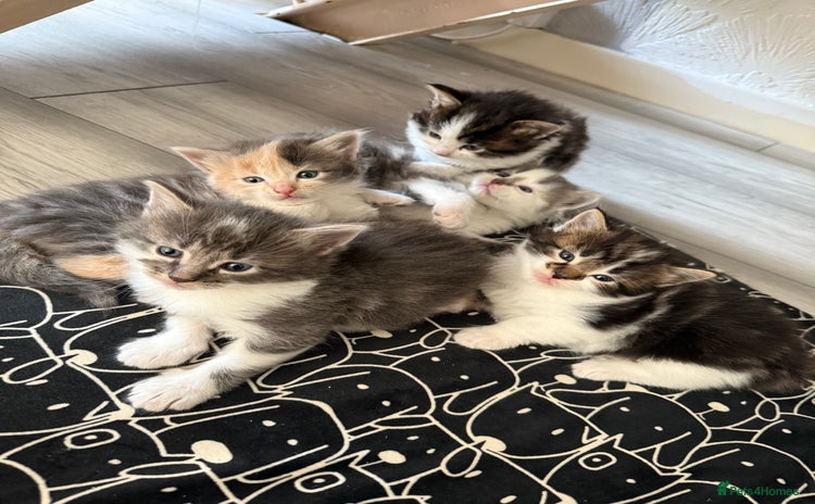 Mixed Breed cats - Advert 13