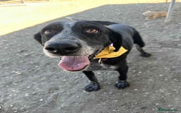 Mixed Breed dogs for adoption: Merinda your loyal companion - Image 3