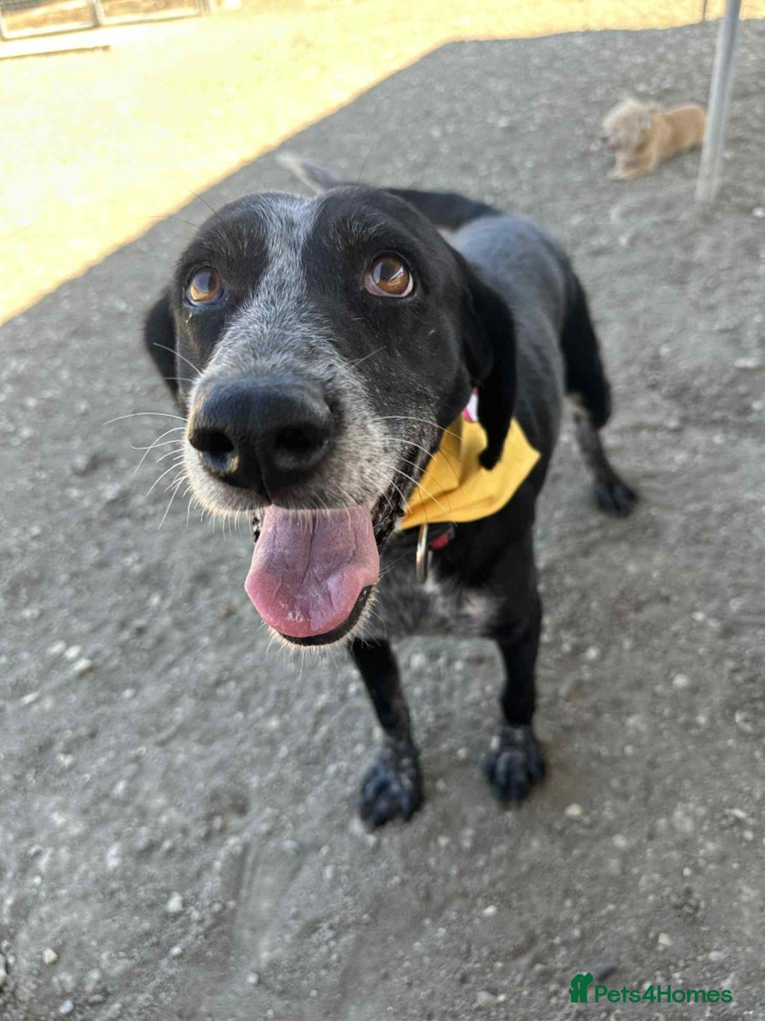 Mixed Breed dogs for adoption: Merinda your loyal companion - Image 3