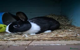 Dutch rabbits for sale: Dutch sisters - Image 5