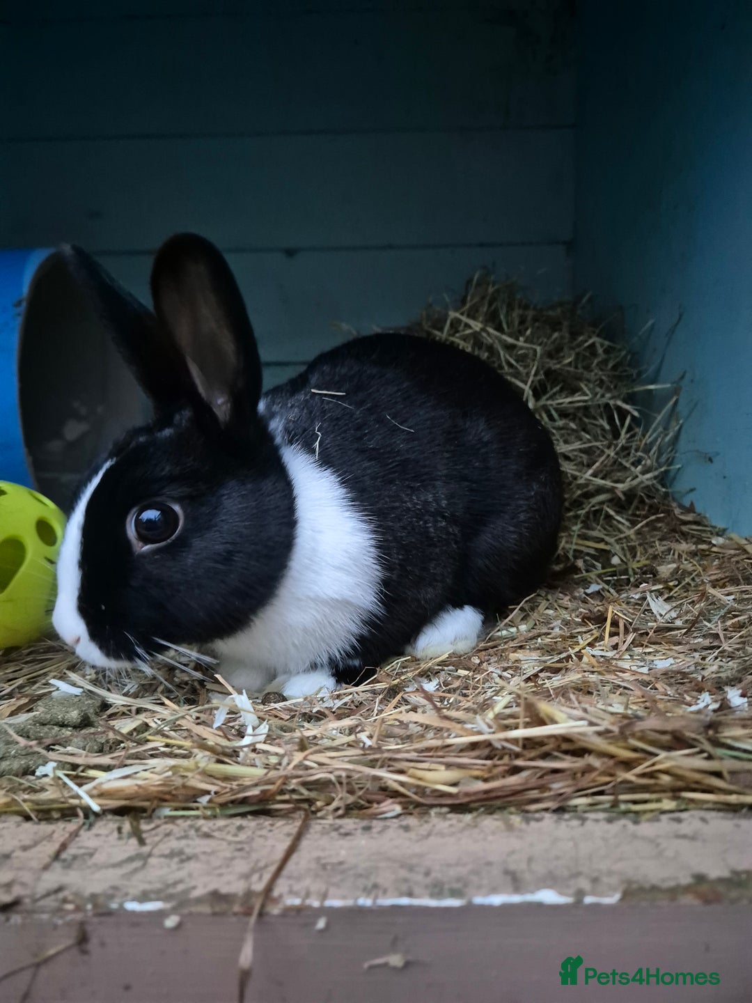 Dutch rabbits for sale: Dutch sisters - Image 5