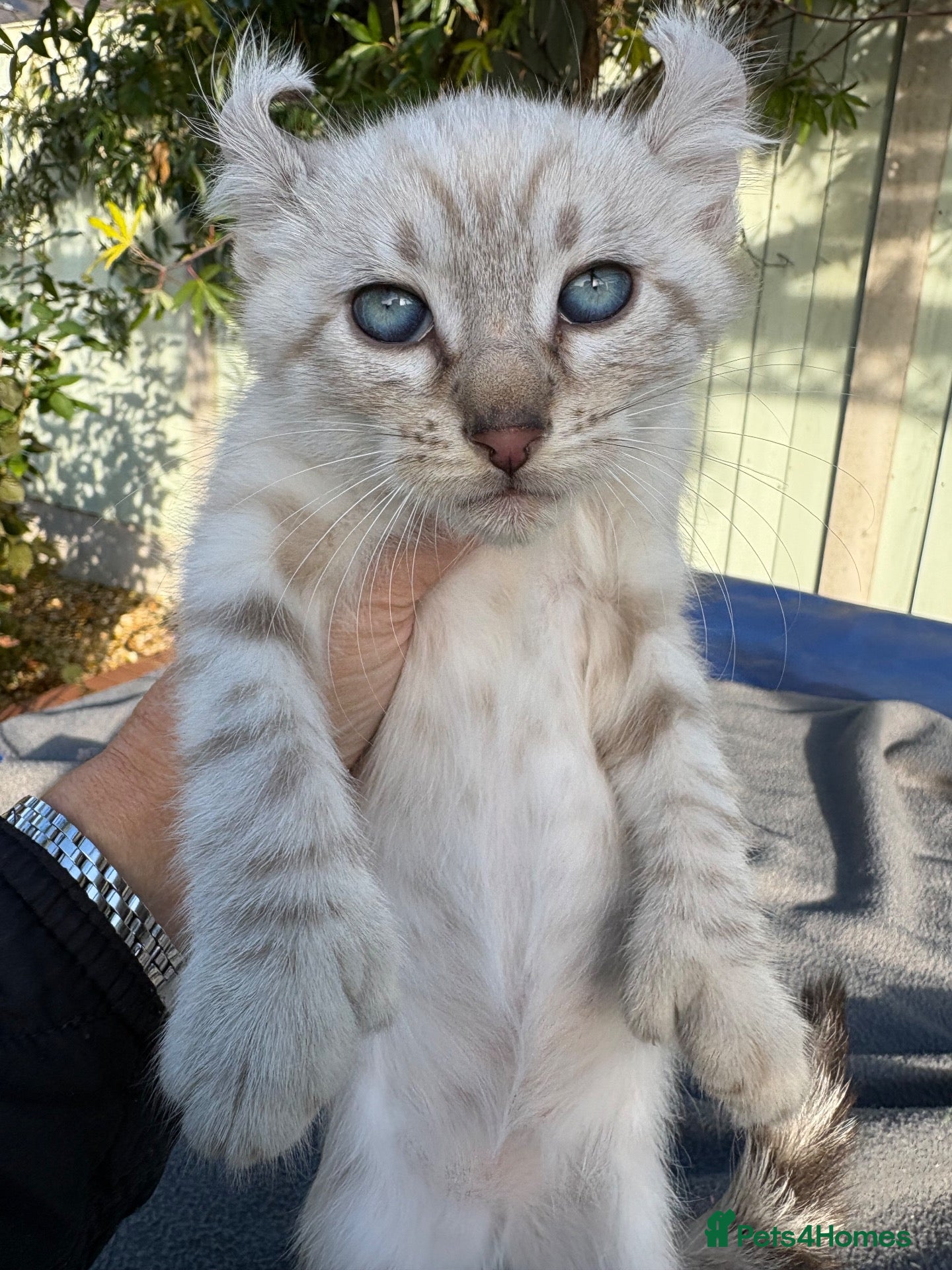 Keetso cats for sale: Awesome litter of polydactyl snow leopard Keetsos  - Advert 1