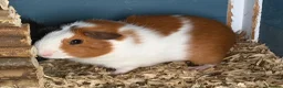 Guinea Pig rodents for sale: Bonded pair of male guinea pigs in Brighton - Advert 2