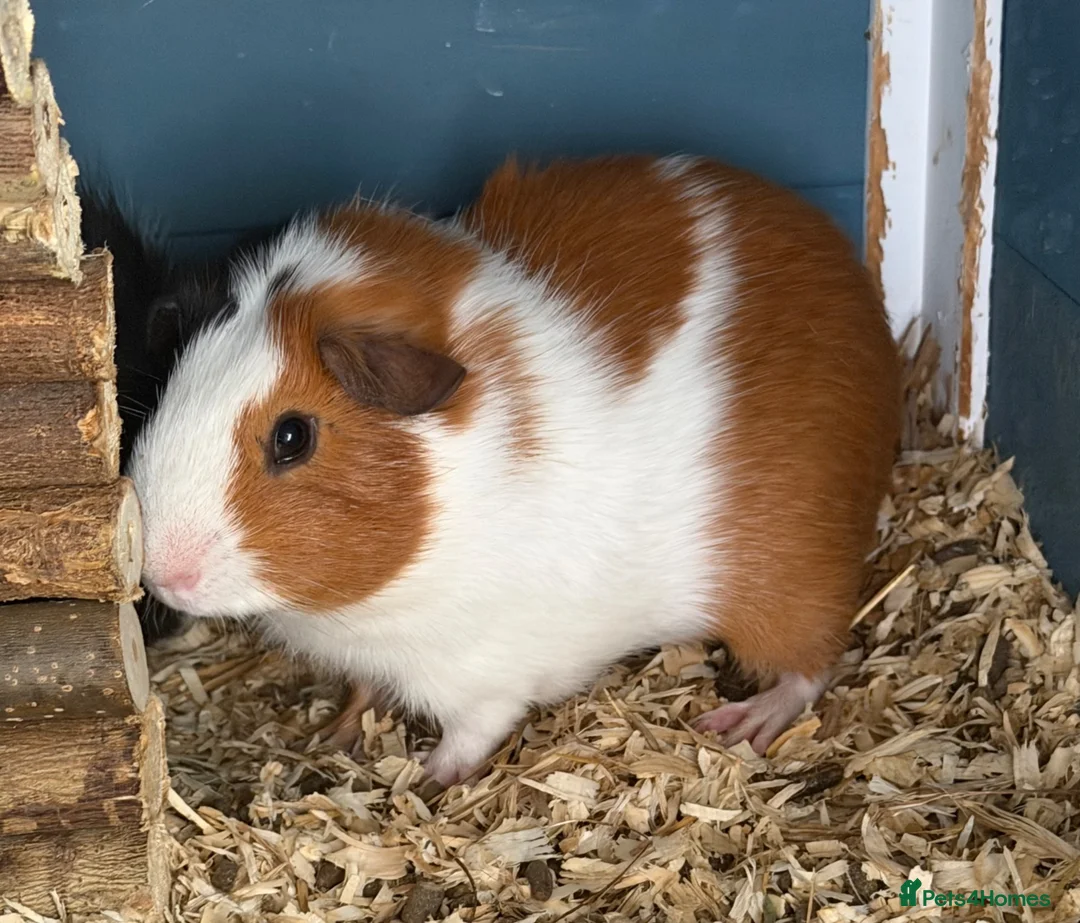 Guinea Pig rodents for sale: Bonded pair of male guinea pigs in Brighton - Advert 2