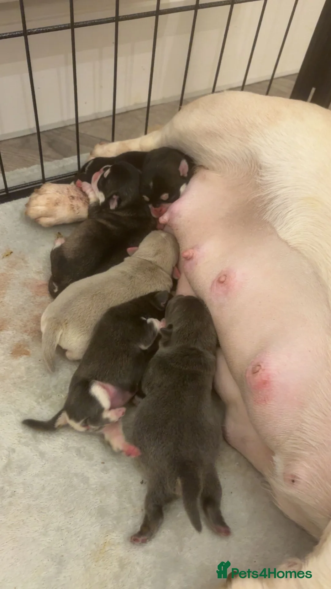 Pug dogs for sale: Pug puppies! - Advert 2