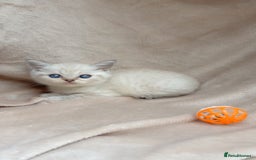 British Shorthair cats for sale: Blue eyed creme/white British shorthair kittens - Image 2