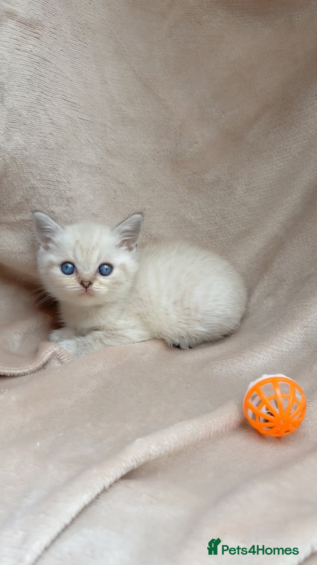 British Shorthair cats for sale: Blue eyed creme/white British shorthair kittens - Image 2