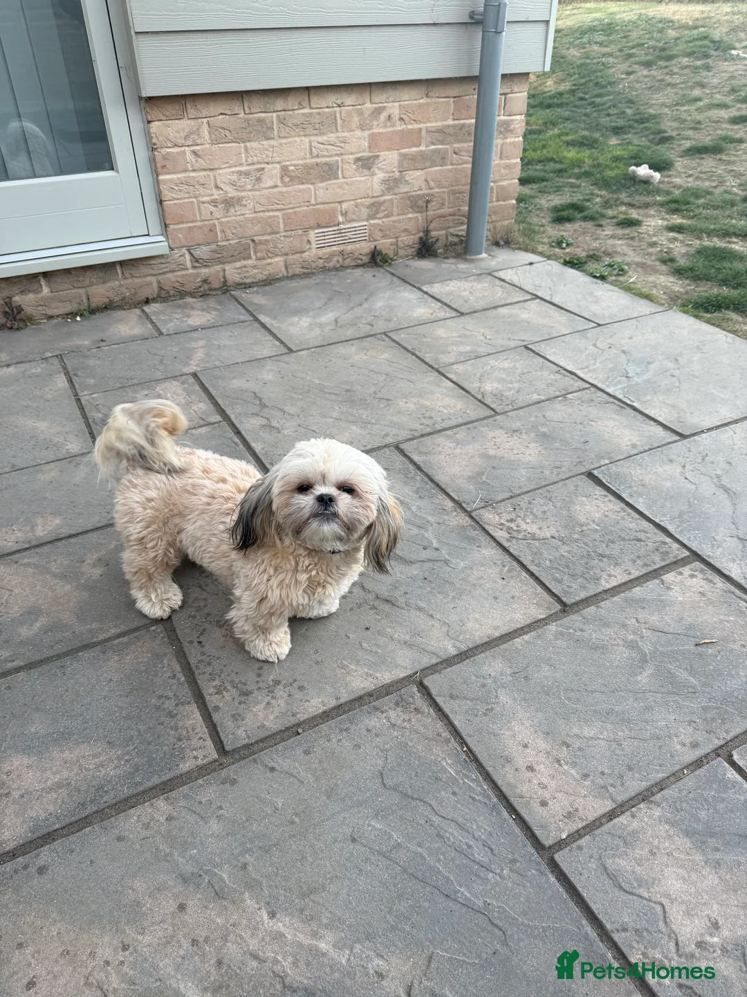 Shih Tzu dogs for sale: Beautiful Shih Tzu Female - Advert 2