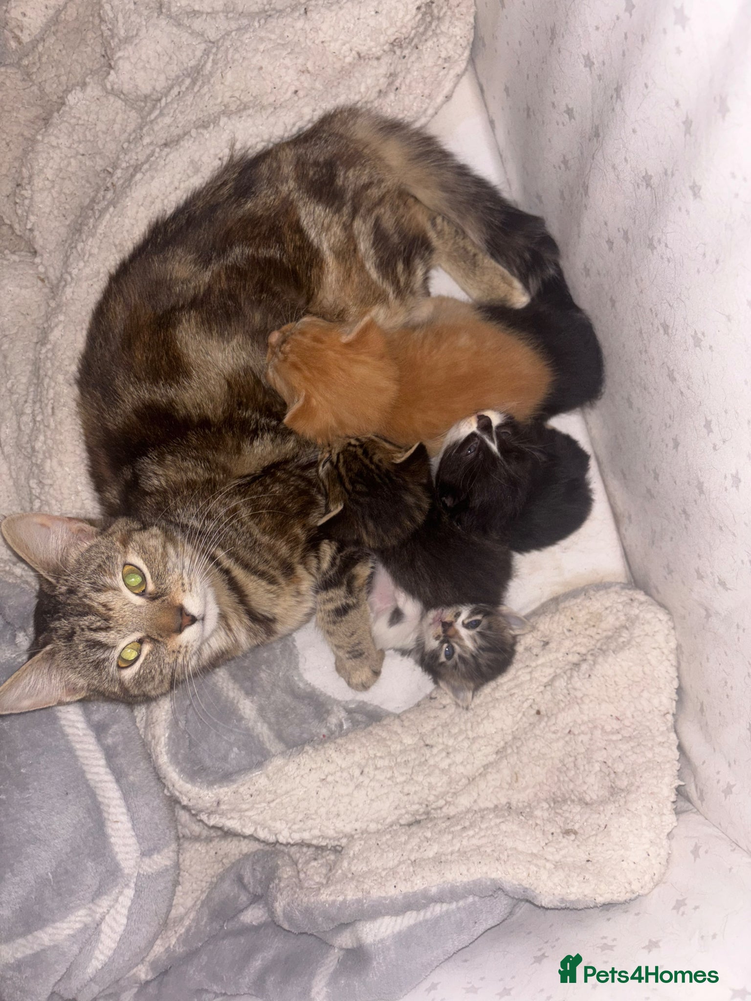 Mixed Breed cats 12 kittens  - Advert 4