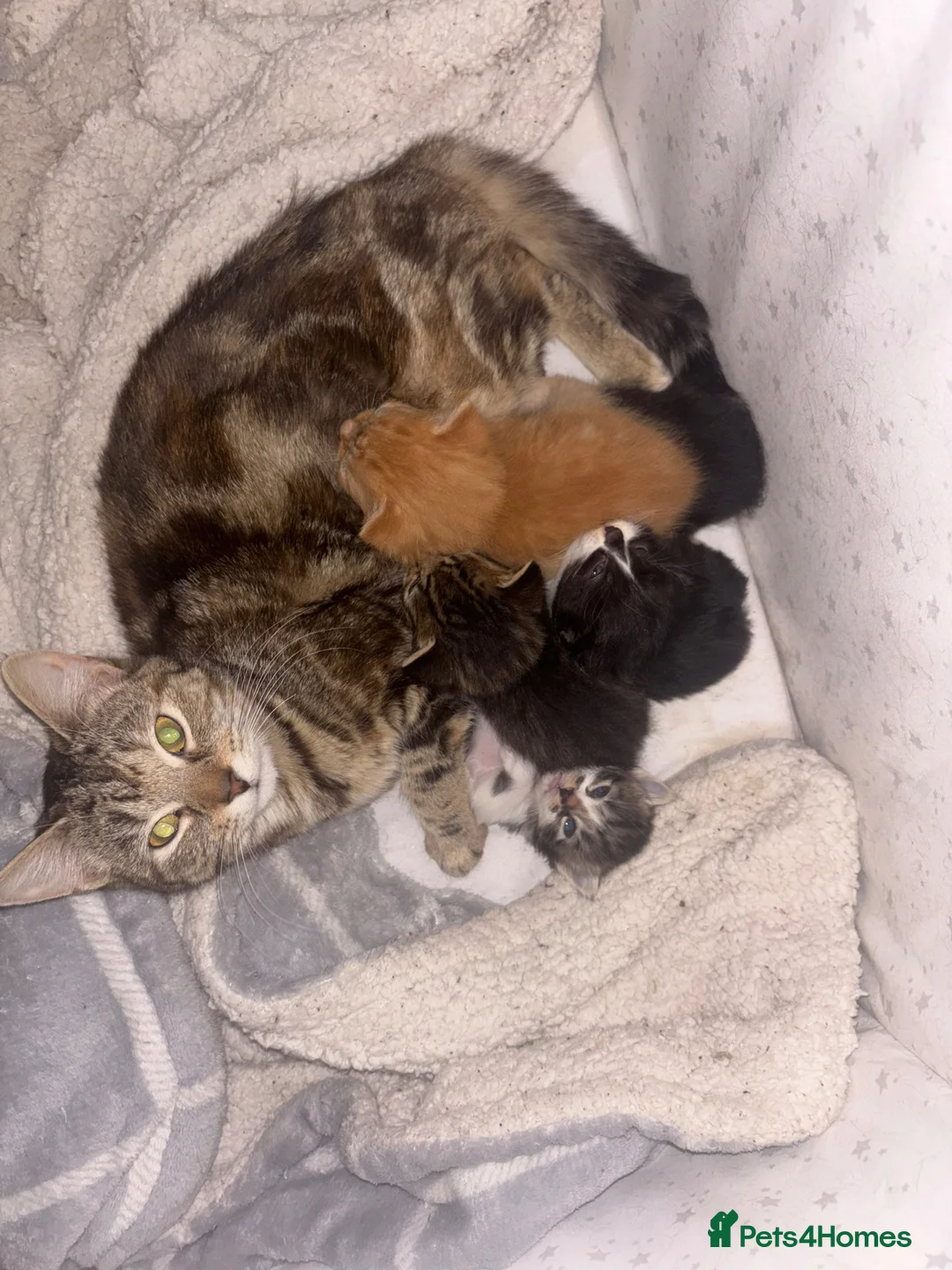 Mixed Breed cats for sale: 12 kittens  in Nottingham - Advert 1