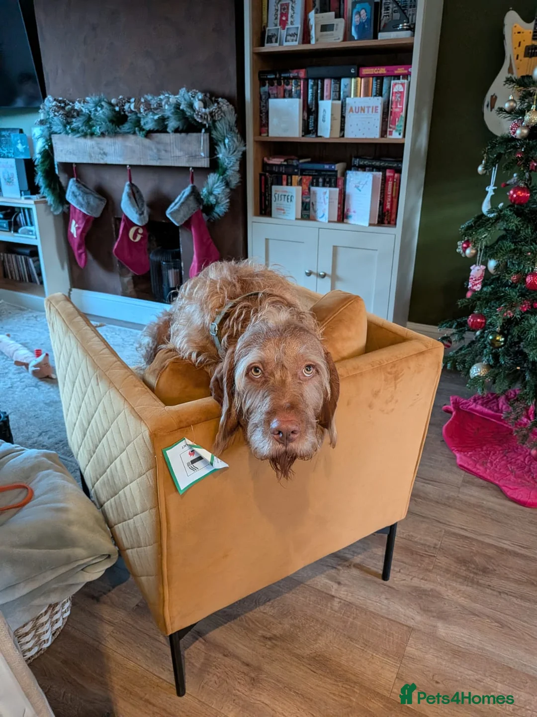 Hungarian Vizsla dogs for sale: Wirehaired vizsla puppies  - Advert 18