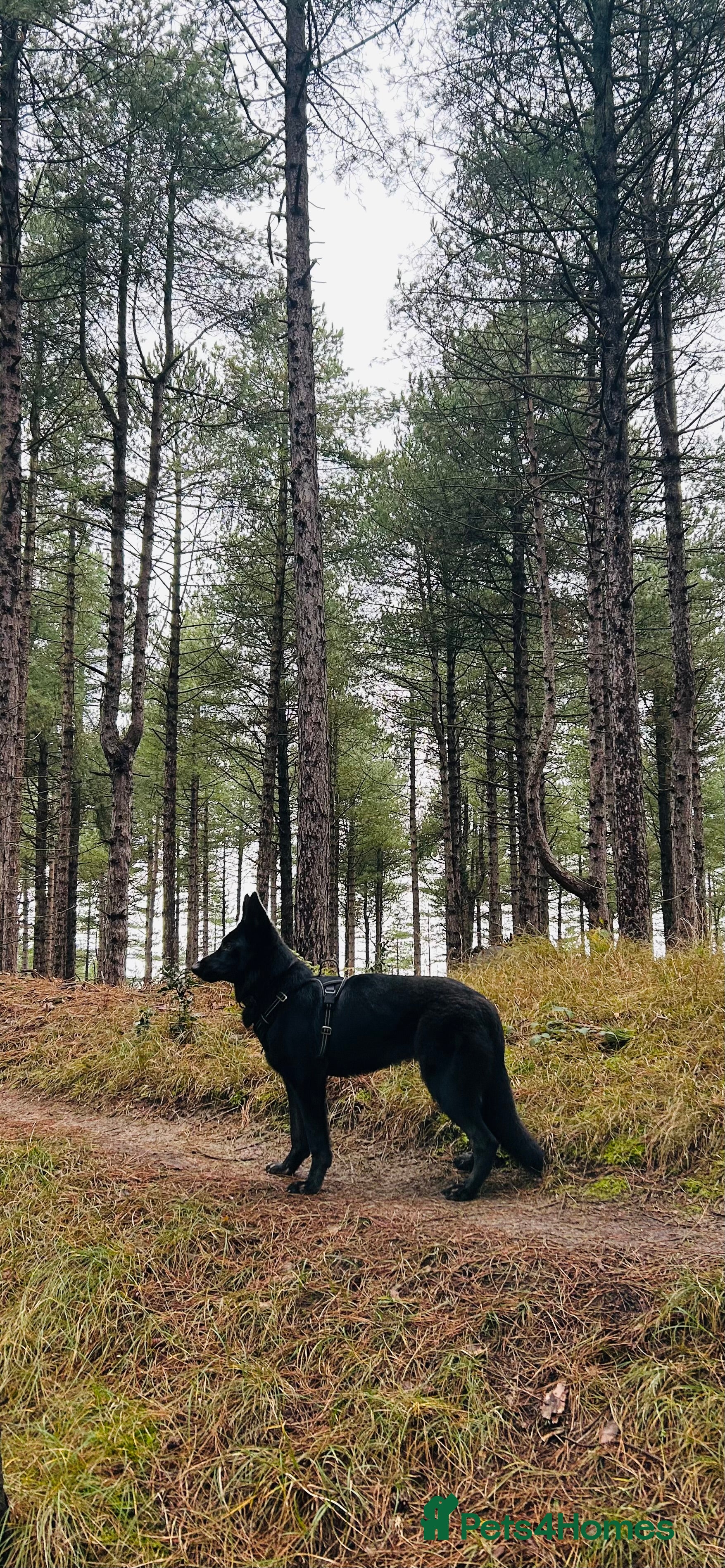 German Shepherd dogs KC Registered Black German Shepherd Bitch - Advert 4