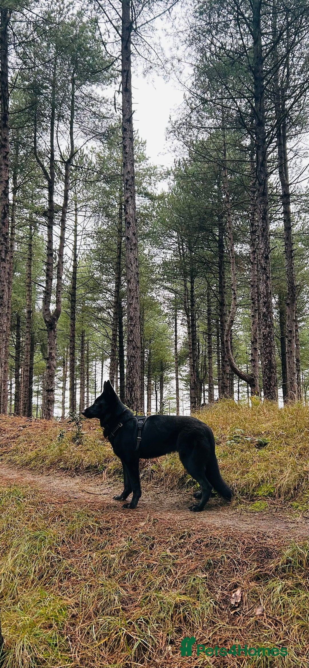 German Shepherd dogs for sale: KC Registered Black German Shepherd Bitch - Advert 1