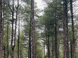 German Shepherd dogs KC Registered Black German Shepherd Bitch - Advert 1