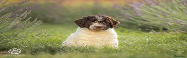 Spanish Water Dog Puppy 4