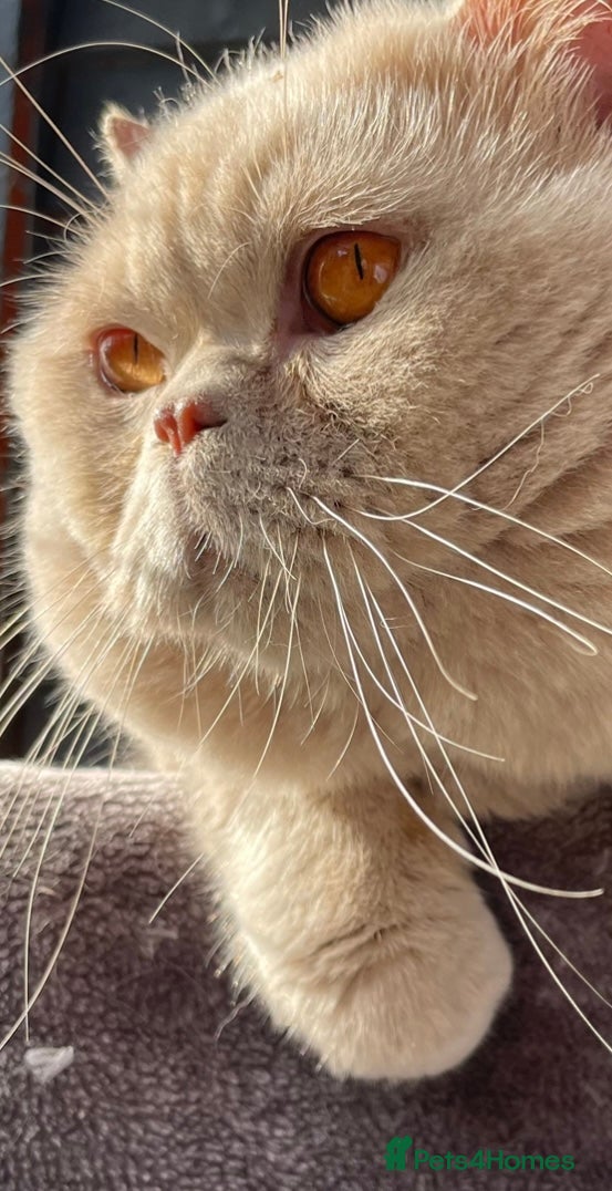 British Shorthair cats 🔥 FAWN STUD CARRYING CINNAMON GCCF AND TICA  - Advert 3