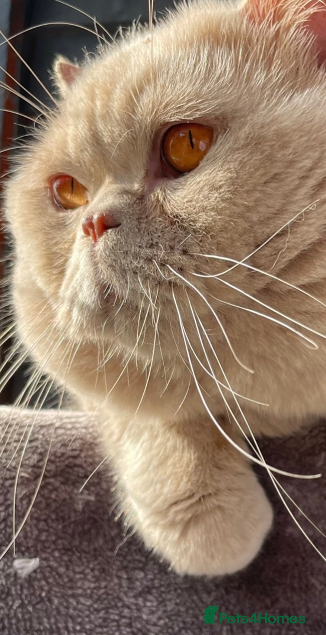 British Shorthair cats for stud: 🔥 FAWN STUD CARRYING CINNAMON GCCF AND TICA  - Advert 1