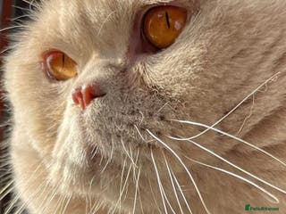 British Shorthair cats 🔥 FAWN STUD CARRYING CINNAMON GCCF AND TICA - Advert 3