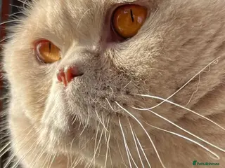 British Shorthair cats 🔥 FAWN STUD CARRYING CINNAMON GCCF AND TICA - Advert 12