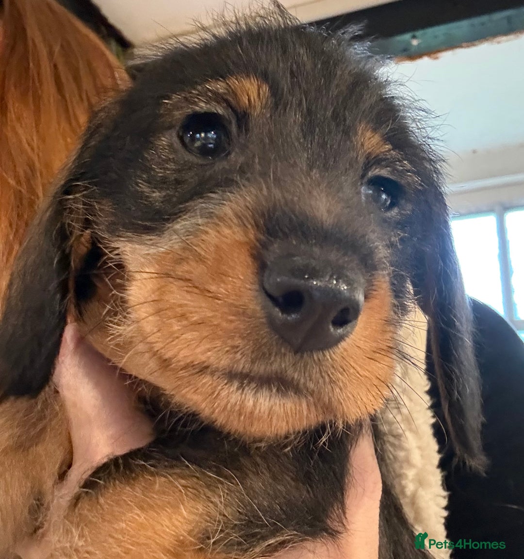 Dachshund dogs for sale: Gorgeous dachshund boys - Advert 2