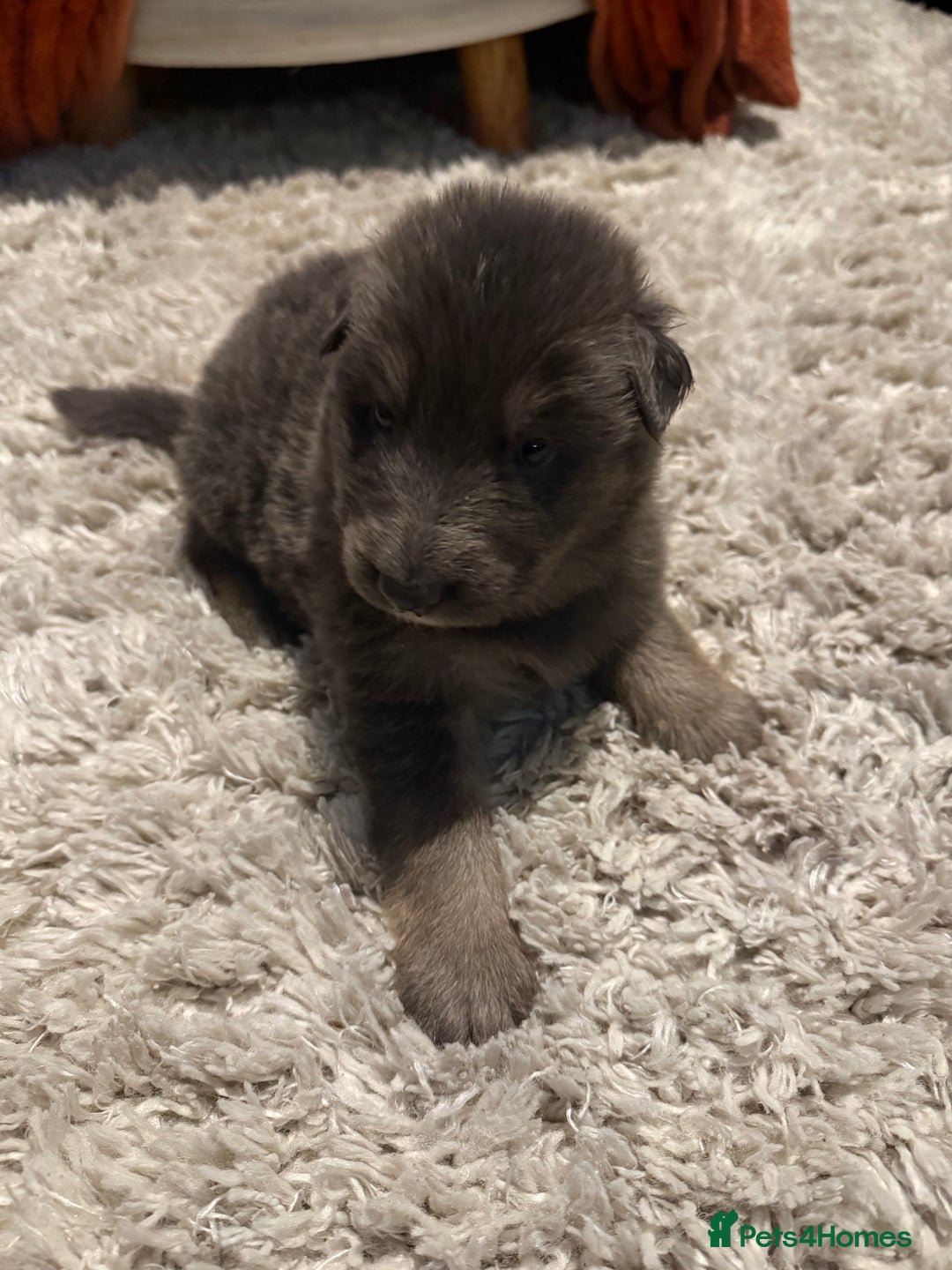 German Shepherd dogs for sale: Blue eyed long hair, blue German shepherds - Advert 21