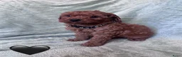 Cavapoo dogs for sale: Stunning Cavapoo puppies for sale. - Advert 8