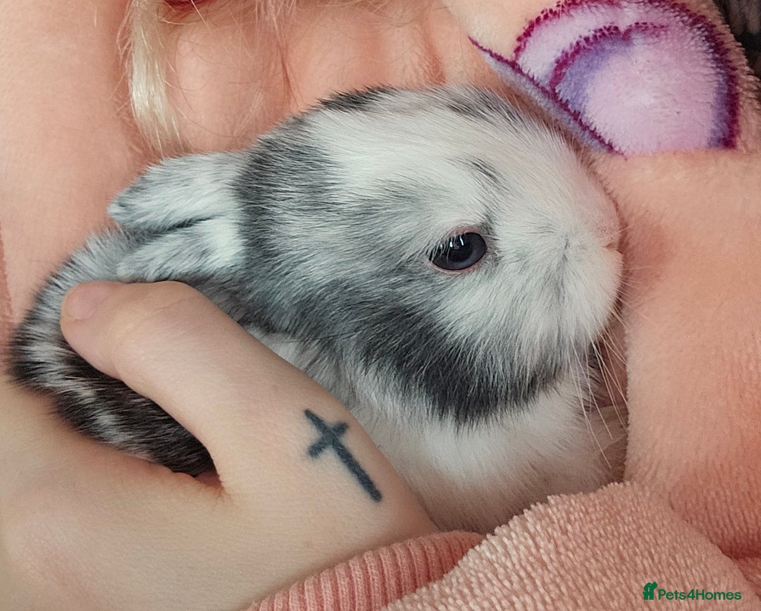 Harlequin rabbits for sale: 7 beautiful Harlequin bunnies looking for a new 🏡 - Image 20