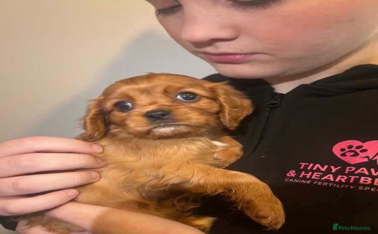 Cavalier King Charles Spaniel dogs - Advert 6