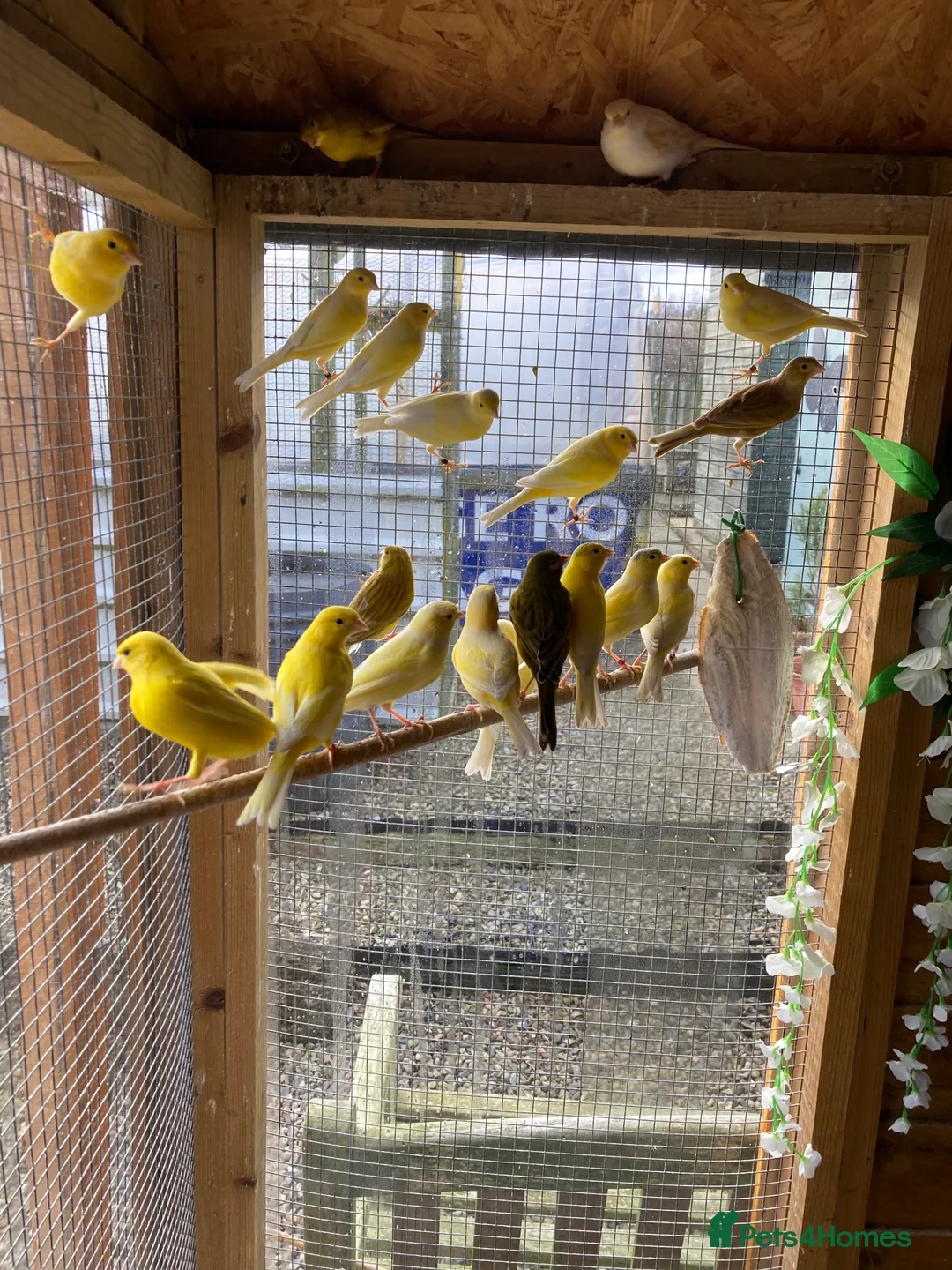 Canaries birds for sale: Raza Canaries - Advert 2