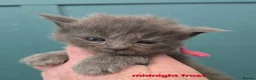 Maine Coon cats for sale: Blue & Blue Smoke Maine Coon Kittens Stunning Tica - Advert 12