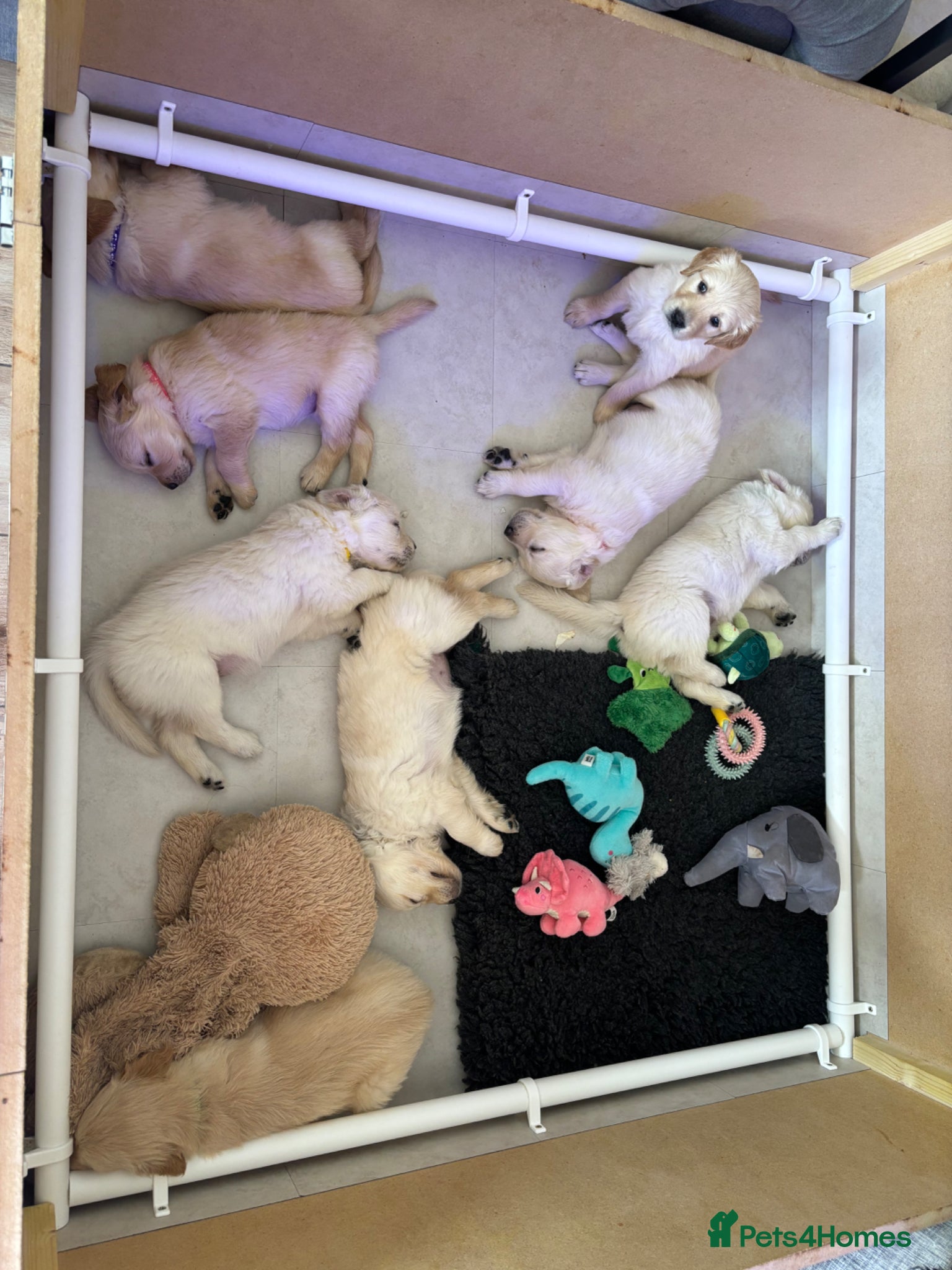 Golden Retriever dogs Golden Retriever puppies - Advert 8
