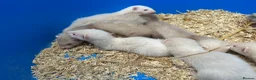 Ferret rodents for sale: Ferret Kits for sale in Huntingdon - Advert 5